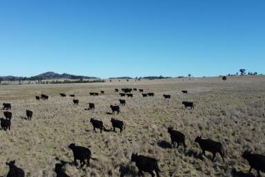 Mixed Farming For Sale - NSW - Gooloogong - 2805 - RENT+BUY ARRANGEMENT AVAILABLE – IMMEDIATE ACCESS!  (Image 2)