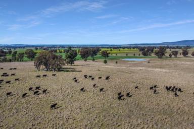 Mixed Farming For Sale - NSW - Gooloogong - 2805 - FRESH CATTLE GRAZING & FARMING COUNTRY!  (Image 2)