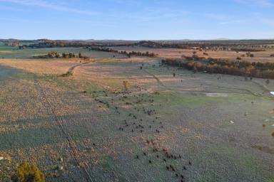 Mixed Farming For Sale - NSW - Gooloogong - 2805 - FRESH CATTLE GRAZING & FARMING COUNTRY!  (Image 2)