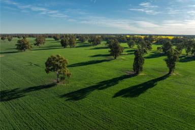 Mixed Farming Auction - NSW - Galore - 2652 - Excellent mixed farming with adjoining farm available  (Image 2)
