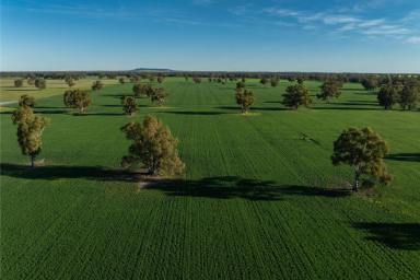 Mixed Farming Auction - NSW - Galore - 2652 - Excellent mixed farming with adjoining farm available  (Image 2)