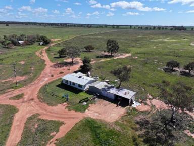 Cropping For Sale - NSW - West Wyalong - 2671 - Affordable Mixed Farm Close To West Wyalong  (Image 2)