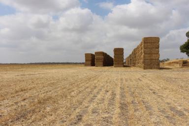 Mixed Farming For Sale - SA - Bordertown - 5268 - GREAT BALANCE OF COUNTRY, WATER LICENCES & INFRASTRUCTURE IN A CONVENIENT LOCATION  (Image 2)
