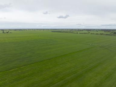 Mixed Farming For Sale - SA - Bordertown - 5268 - GREAT BALANCE OF COUNTRY, WATER LICENCES & INFRASTRUCTURE IN A CONVENIENT LOCATION  (Image 2)