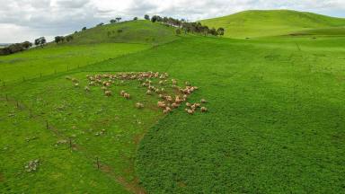 Mixed Farming For Sale - VIC - Bookaar - 3260 - A historic and versatile Camperdown district property  (Image 2)