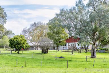 Livestock Auction - SA - Comaum - 5277 - Home Amongst the Gum Trees.  (Image 2)
