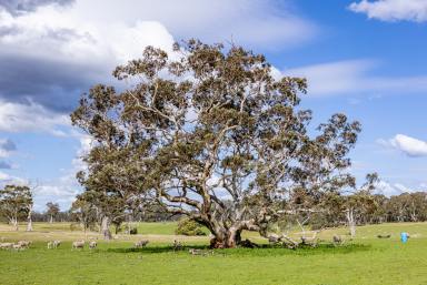 Livestock Auction - SA - Comaum - 5277 - Home Amongst the Gum Trees.  (Image 2)