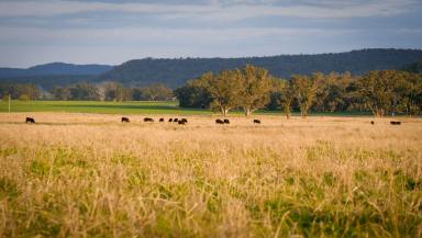 Mixed Farming For Sale - NSW - Dunedoo - 2844 - Highly Improved with Excellent Water Security  (Image 2)