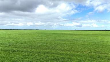 Cropping For Sale - SA - White Hut - 5575 - 'Shamloes'  (Image 2)