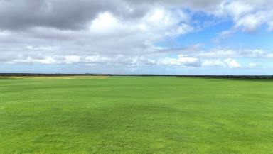 Cropping For Sale - SA - White Hut - 5575 - 'Shamloes'  (Image 2)