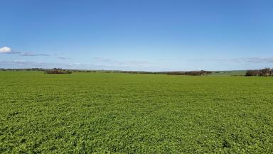 Cropping For Sale - SA - Arthurton - 5572 - 'Masons'  (Image 2)