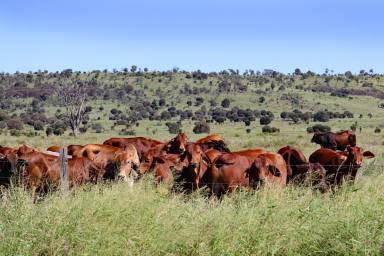 Other (Rural) Auction - QLD - Prospect - 4715 - "Brae View" Executive Homestead on Softwood Scrub just Minutes to Biloela  (Image 2)