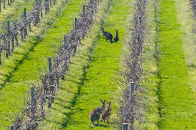 Residential Block For Sale - NSW - Cowra - 2794 - BUILD YOUR DREAM HERE ON 5ACRES*!  (Image 2)