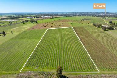 Residential Block For Sale - NSW - Cowra - 2794 - BUILD YOUR DREAM HERE ON 5ACRES*!  (Image 2)