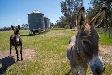 Lifestyle For Sale - VIC - Euroa - 3666 - Lifestyle Led, Farm Ready: 5BR Home with Shearing Shed & Yards  (Image 2)
