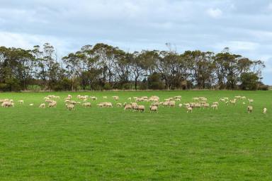 Mixed Farming For Sale - VIC - Hawkesdale - 3287 - Highly productive and recently redeveloped mixed farming opportunity  (Image 2)