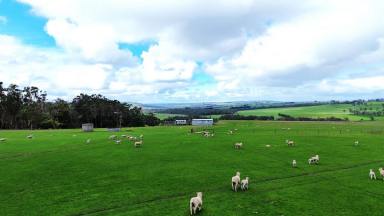 Livestock For Sale - VIC - Scotts Creek - 3267 - QUALITY PICTURESQUE SOUTH WEST VICTORIA COUNTRY  (Image 2)