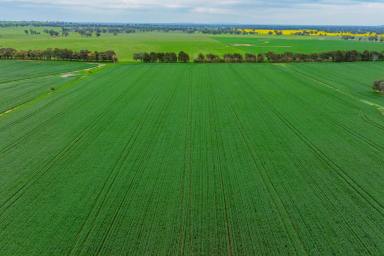 Mixed Farming For Sale - NSW - Young - 2594 - BLUE RIBBON MIXED FARMING & LIFESTYLE  (Image 2)