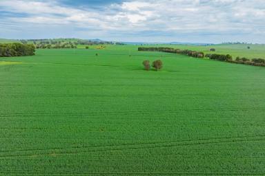 Mixed Farming For Sale - NSW - Young - 2594 - BLUE RIBBON MIXED FARMING & LIFESTYLE  (Image 2)