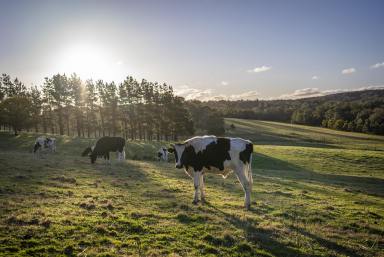 Lifestyle Auction - NSW - Big Hill - 2579 - " Lifestyle Luxury Meets Country Ease "  (Image 2)