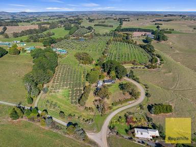 Lifestyle For Sale - VIC - Stony Creek - 3957 - MULTI AWARD WINNING - GRASSY SPUR OLIVES  (Image 2)