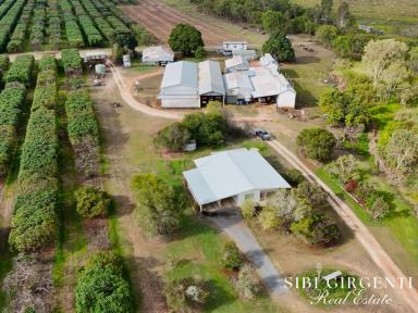 Cropping For Sale - QLD - Paddys Green - 4880 - 155 Acres of Prime Horticultural and Cropping in Sought-After Paddy’s Green  (Image 2)