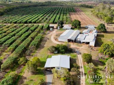 Cropping For Sale - QLD - Paddys Green - 4880 - 155 Acres of Prime Horticultural and Cropping in Sought-After Paddy’s Green  (Image 2)