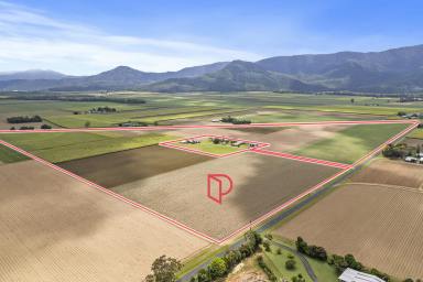Cropping For Sale - QLD - Gordonvale - 4865 - Established Sugar Cane Farm – Highleigh, Gordonvale  (Image 2)