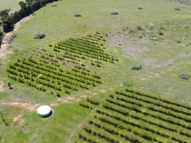 Residential Block For Sale - NSW - Young - 2594 - Ready To Build  (Image 2)
