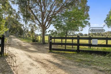 Other (Rural) Auction - VIC - Euroa - 3666 - "Cloverlea" - A Thoroughbred Haven, A Strategic Parcel of Land  (Image 2)