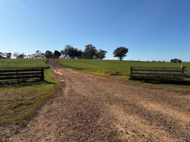 Cropping Tender - NSW - Temora - 2666 - Perfect Lifestyle Block For Want To Be Farmers  (Image 2)