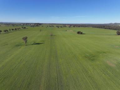 Cropping Tender - NSW - Temora - 2666 - Perfect Lifestyle Block For Want To Be Farmers  (Image 2)