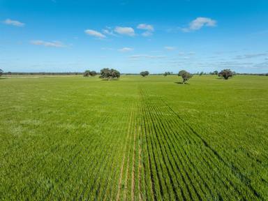 Cropping For Sale - NSW - Barham - 2732 - Prestigious Southern Riverina Landholding  (Image 2)