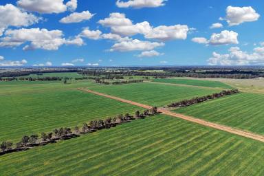Mixed Farming For Sale - NSW - Forbes - 2871 - DEVELOPED IRRIGATION POWERHOUSE - Suits Summer + Winter crops!  (Image 2)