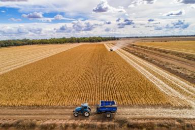 Mixed Farming For Sale - NSW - Forbes - 2871 - DEVELOPED IRRIGATION POWERHOUSE – PLANT + 2025 WHEAT CROP INCLUDED FOR SHORT TERM INCOME!  (Image 2)