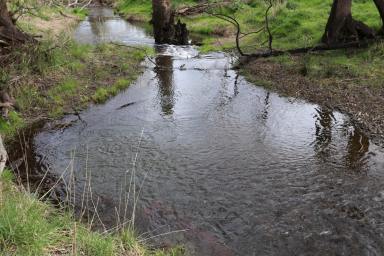 Acreage/Semi-rural Tender - NSW - Muttama - 2722 - PARADISE AWAITS  (Image 2)
