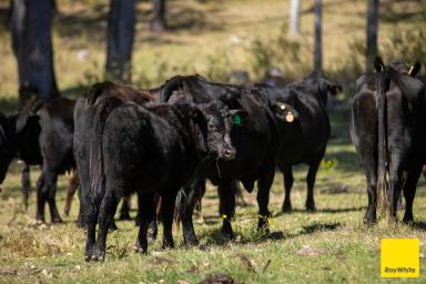 Other (Rural) Auction - NSW - Grafton - 2460 - Where Paradise Meets The Ranges on the Mighty Clarence  (Image 2)