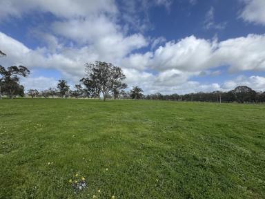 Cropping For Sale - SA - Hynam - 5262 - Lot 4 Hynam Caves Road, Naracoorte  (Image 2)
