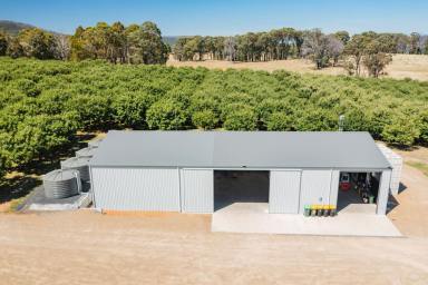 Lifestyle For Sale - NSW - Tumbarumba - 2653 - A RURAL LIFESTYLE WITH AN INCOME  (Image 2)