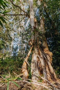 Other (Rural) For Sale - NSW - Duns Creek - 2321 - Rugged Beauty  (Image 2)