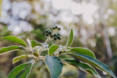 Other (Rural) For Sale - NSW - Duns Creek - 2321 - Rugged Beauty  (Image 2)