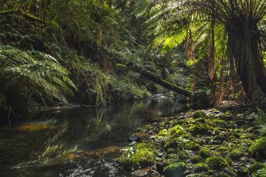 Lifestyle For Sale - VIC - Skenes Creek North - 3233 - BLACKWOOD GULLY FARM  (Image 2)