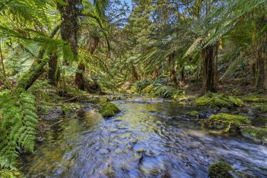 Lifestyle For Sale - VIC - Skenes Creek North - 3233 - BLACKWOOD GULLY FARM  (Image 2)