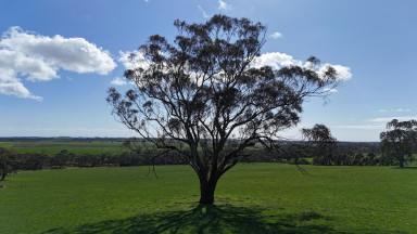 Farmlet For Sale - VIC - Yeo - 3249 - STUNNING COLAC – OTWAY FOOTHILLS DISTRICT COUNTRY  (Image 2)