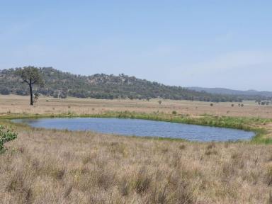 Livestock For Sale - NSW - Muswellbrook - 2333 - 56.2 Ha. OPEN GRAZING PADDOCK WITH DAM AND SPRING WATER APPROX
28 KM FROM MUSWELLBROOK HAS DWELLING ENTITLEMENT  (Image 2)