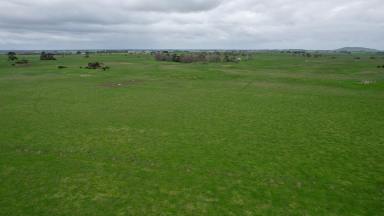 Livestock Auction - VIC - Garvoc - 3265 - Full or feed – Just let the cattle in!  (Image 2)