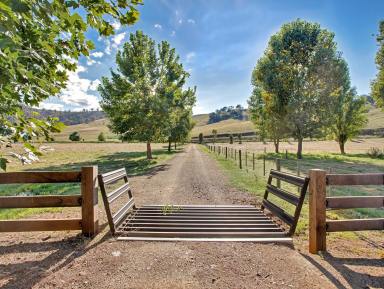 Lifestyle For Sale - NSW - Jingellic - 2642 - Rural Lifestyle excellence in the heart of the Upper Murray.  (Image 2)
