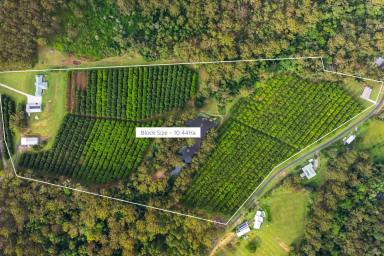 Acreage/Semi-rural For Sale - QLD - Glass House Mountains - 4518 - Tranquil Hinterland Retreat  (Image 2)