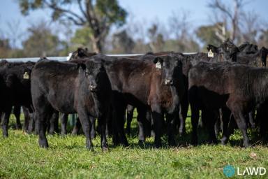 Mixed Farming For Sale - NSW - Stanborough - 2360 - LIFESTYLE AND PRODUCTION ON INVERELL’S DOORSTEP  (Image 2)