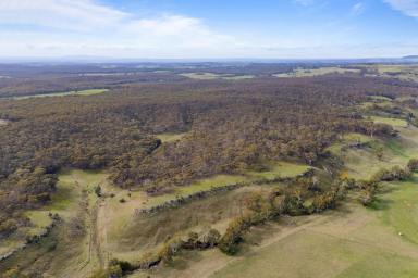 Other (Rural) For Sale - VIC - Campbelltown - 3364 - 31.6Ha (approx. 79 acres); Farm Zone; Mostly Treed; Rural Views  (Image 2)